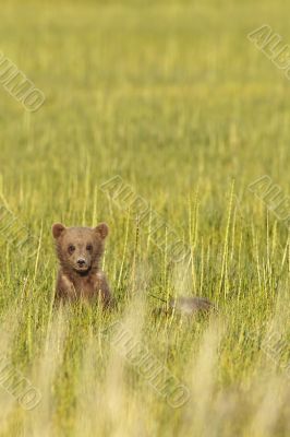 brown bear in grass