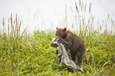 clambering bear cubs