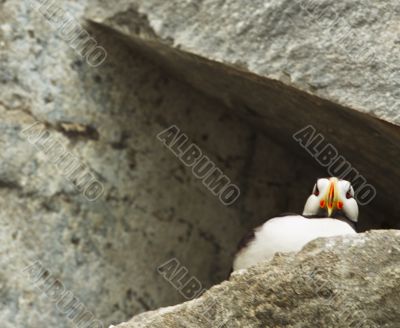 puffin from below