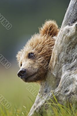 bear in stump