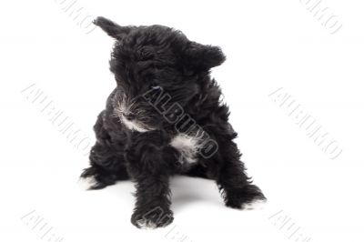 black puppy