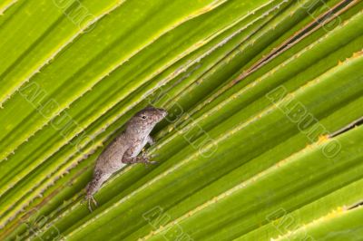 lizard lizard
