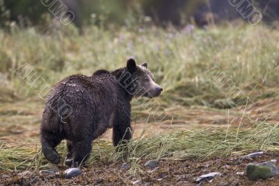 rear view of a bear