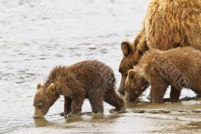 bears drinking