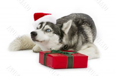 merry christmas husky