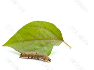 brown caterpillar and leaf