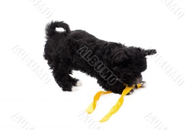 black puppy biting a ribbon