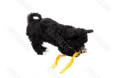 black puppy biting a ribbon black puppy biting a ribbon