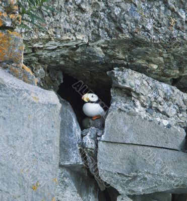 hiding puffin