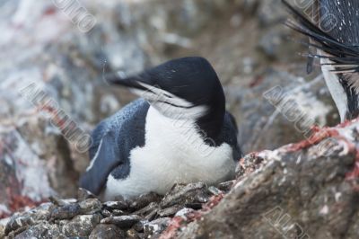 penguin on the rocks penguin on the rocks