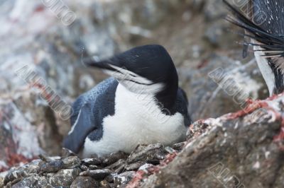 penguin on the rocks