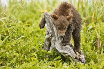 playing cub playing cub