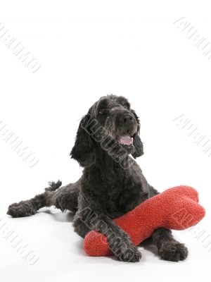 Labradoodle Pillow Labradoodle Pillow