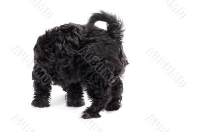 rear view of a black dog