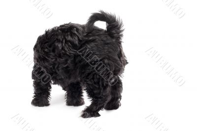 rear view of a black dog rear view of a black dog
