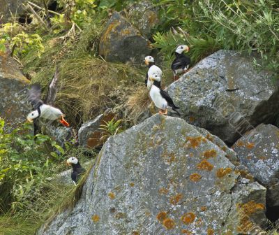 rocky habitat