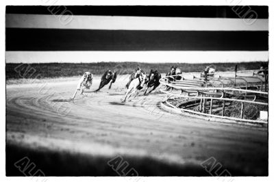 dog racing dog racing