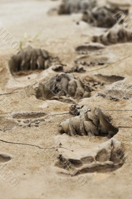 bear tracks