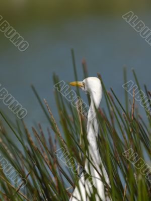 aquatic bird surrounded by grass