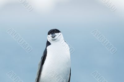 gentoo penguin gentoo penguin