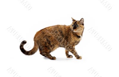 feline walking with head turned