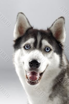 pet dog smiling to camera