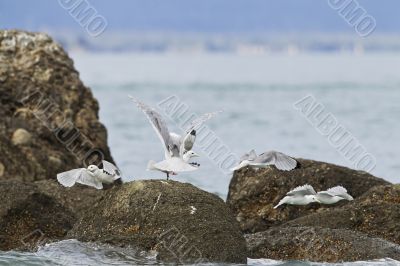 rocky shores