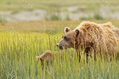 brown bear mother