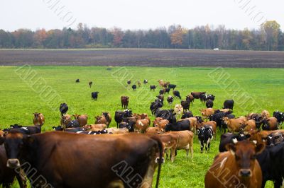 cattle at field