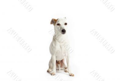 cute jack russell