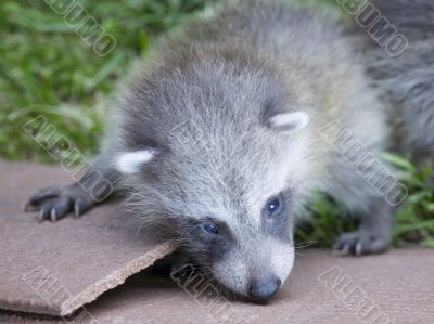 baby raccoon