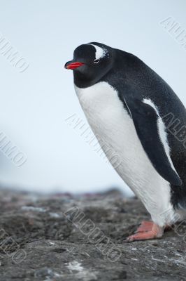 portrait of a penguin while standing on the rocks