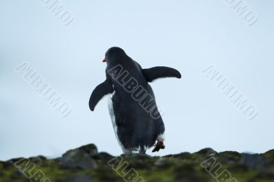 rare view of a gentoo penguin