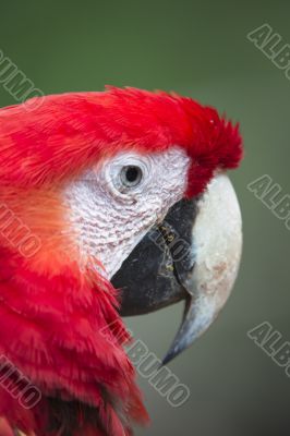 cropped red parrot head