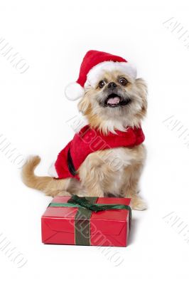 christmas outfit on cute pet