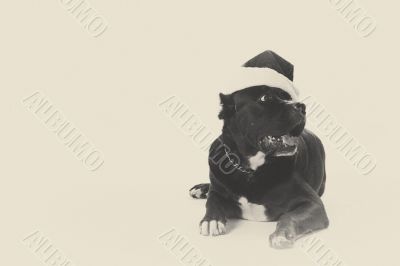 black pit bull with santa hut