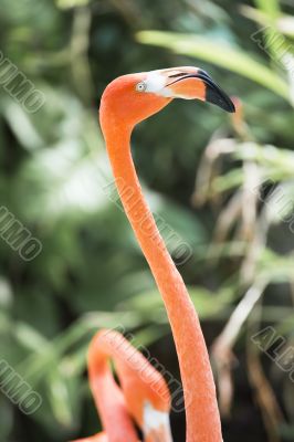 head and  neck of flamingo
