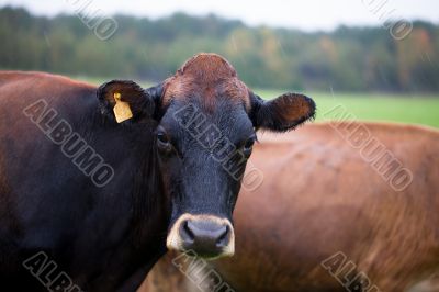 close up of a cow