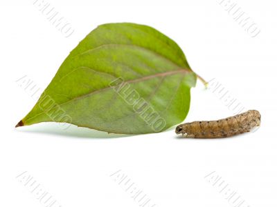 caterpillar and leaf