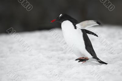 penguin with spread wings on snow