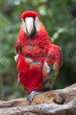 red macaw on a bough red macaw on a bough