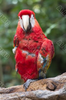 red macaw on a bough