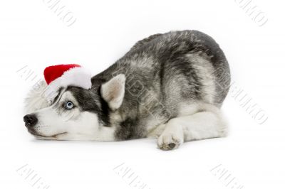 christmas husky