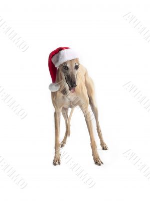festive greyhound