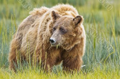 brown bear eating grass