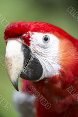 parrots beak