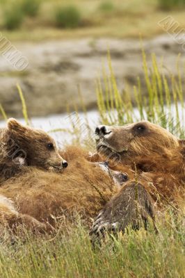 cub on mother