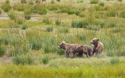 bear crowd