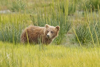 brown bear cub