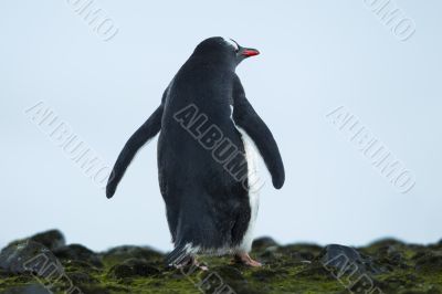 rare view of a standing gentoo penguin